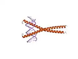 1gu4: CRYSTAL STRUCTURE OF C/EBPBETA BZIP DIMERIC BOUND TO A HIGH AFFINITY DNA FRAGMENT
