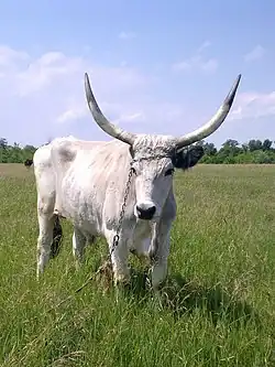 a greyish-white bull or bullock with large curved horns