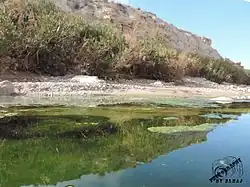 A still body of water, with trees and a cliff behind it.
