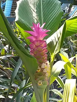 The pink bracts of Curcuma petiolata