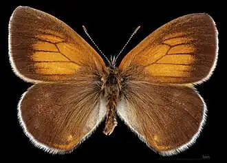 Coenonympha arcania ♂