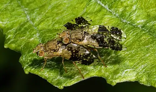 Neotephritis finalis - mating