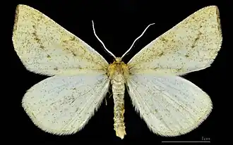 ♂