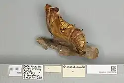 Ornithoptera meridionalis pupa, lateral view