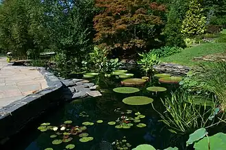 Lily pond