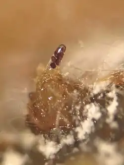 Low-magnification micrograph of Ascobolus immersus ascus holding eight wine-red ascospores