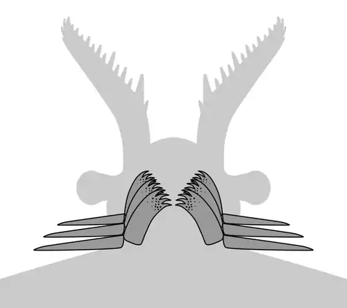 Ventral view of a generalized GLS-bearing radiodont, showing gnathobase‐like structures (GLSs) associated with reduced anterior flaps