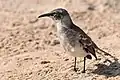 Northern mockingbird