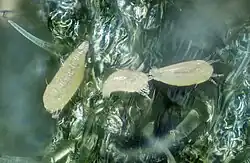 Tomato russet mites on greenhouse plant