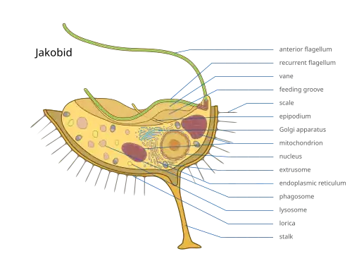 Diagram of a Jakobid showing the internal structure