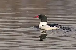 20240315_common_merganser_south_meadows_PD204189