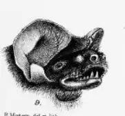 illustration of one of the species