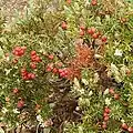 A. montanus with red berries[image 3]