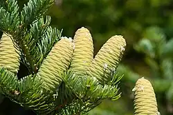 Immature cones of some species are green; here Manchurian fir Abies holophylla