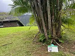 Açaí palm (Euterpe oleracea)