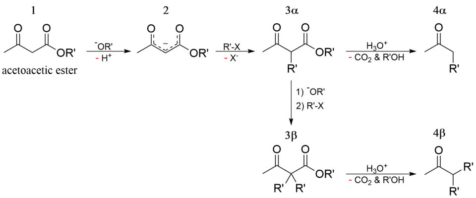 Acetoacetic ester synthesis