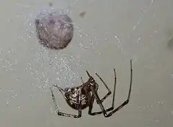 American house spider, Parasteatoda tepidariorum, a cobweb spider
