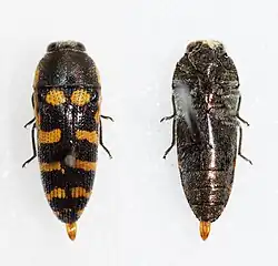 two black Acmaeodera alicia beetles, the one of the left has four rows symmetrical orange spots on its back, whereas the one on the right is plain black