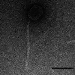Transmission electron micrograph of Djungelskog
