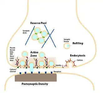 The synapse and synaptic vesicle cycle
