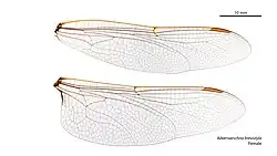Female wings