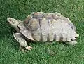 African spurred tortoise at Potter Park Zoo