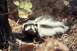 Brown and white mustelid