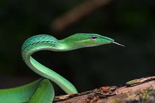 Image 25 Ahaetulla prasina Asian vine snake Ahaetulla prasina. This snake has a wide distribution in Asia. It feeds on small reptiles and amphibians, particularly lizards and tree frogs. Adults may attain 1.8 m (6 feet) in total length, with a tail 0.6 m (2 feet) long. Its appearance is very much like those of South American vine snakes. It is a rear-fanged species and is mildly venomous but is not considered a threat to humans. More selected pictures