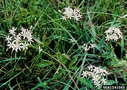 "Allium speculae" in DeKalb Co., Alabama