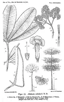 Botanical illustration