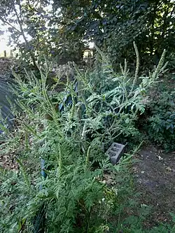 Inflorescence (male capitula)