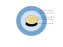 Vitelline membrane in an amphibian egg (2)
