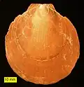 The pectenid bivalve Ammusium cristatum from the Pliocene of Cyprus