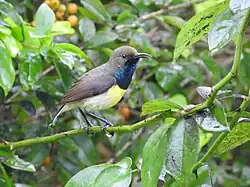 brownish sunbird with glossy bluish-black throat, white underparts, and yellow band across the belly