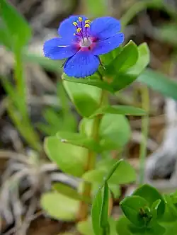 L. arvensis f. azurea. The glandular hairs on the petal margins, at least 50 in this example, are clearly visible in the enlarged photo.