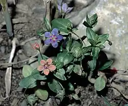 L. arvensis f. azurea together with a colour variant closer to f. carnea