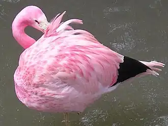 Andean flamingo at Slimbridge WWT, England