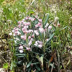 Bog-rosemary