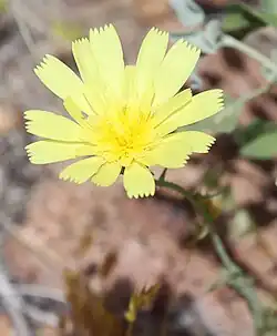 Flower head closeup, at about 1,700 m (5,500 ft) in the Sierra Nevada