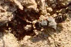 Anotylus tetracarinatus