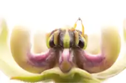 Antelope horns pollinarium