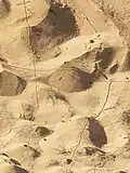 Antlion larva trails (doodles) in sand