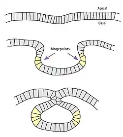 apical constriction during neurulation.