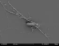 Aplanochytrium sp. under SEM