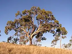 E. bridgesiana (apple box) on Red Hill, Australian Capital Territory.