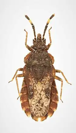 A bug with brown and orange color