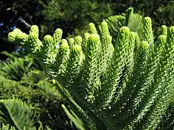 Foliage from a mature tree