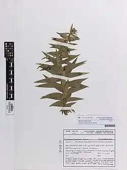 A. hunsteinii var. klinky specimen