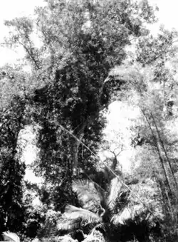 Tabonuco (Dacryodes excelsa)