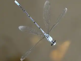 Powdered dancer male hover-patrolling